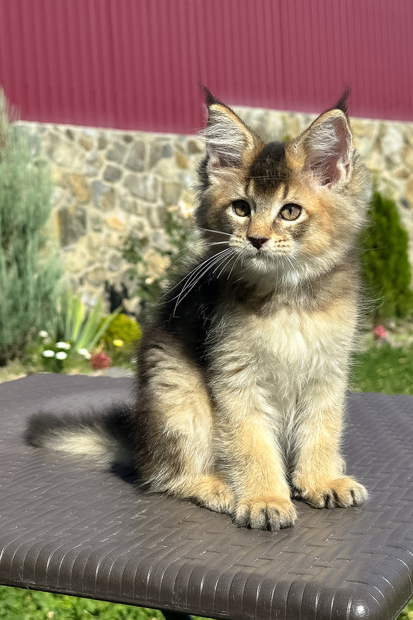 Melrose | Golden Maine Coon Kitten