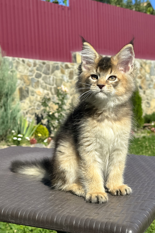 Melrose | Golden Maine Coon Kitten