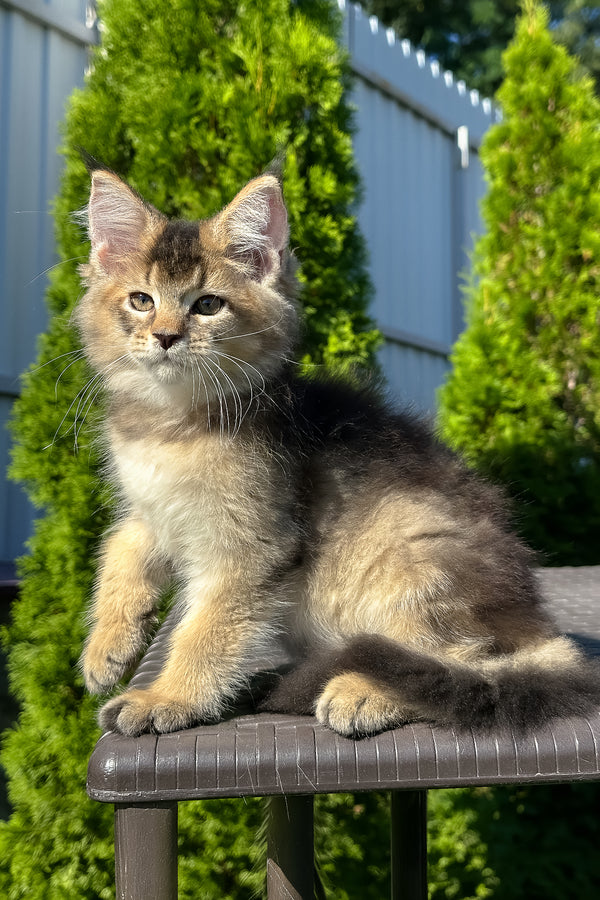 Melrose | Golden Maine Coon Kitten