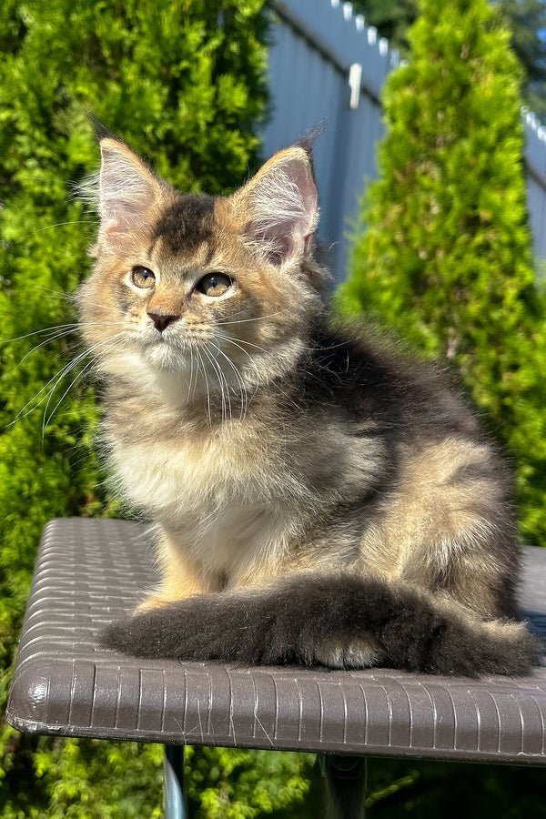 Melrose | Golden Maine Coon Kitten