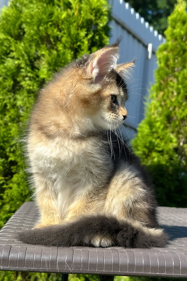Melrose | Golden Maine Coon Kitten