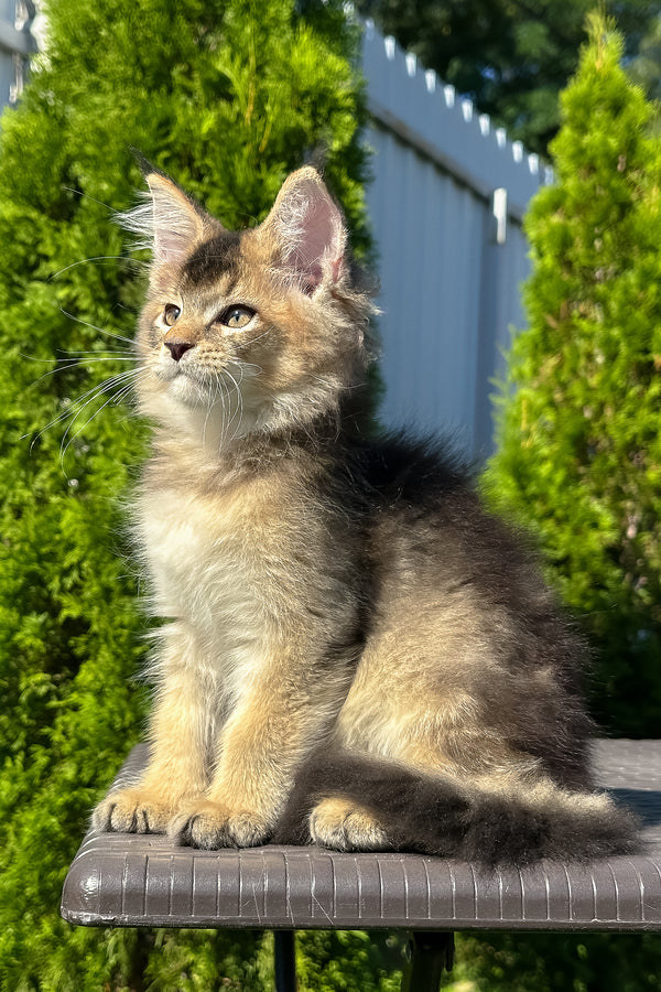 Melrose | Golden Maine Coon Kitten