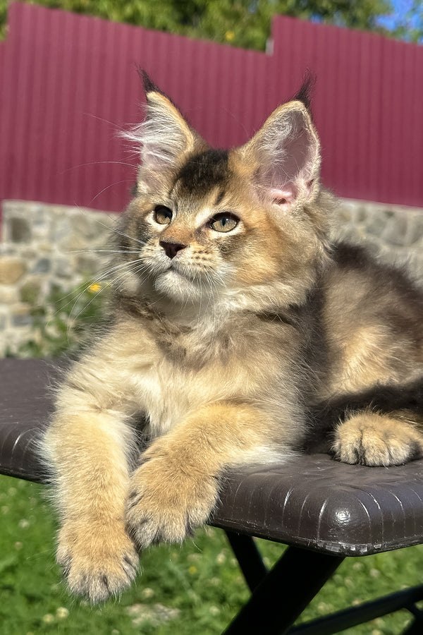 Melrose | Golden Maine Coon Kitten