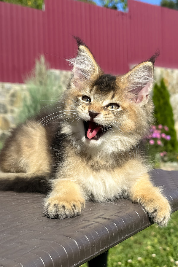 Melrose | Golden Maine Coon Kitten