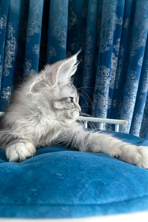 Memphis | Maine Coon Kitten