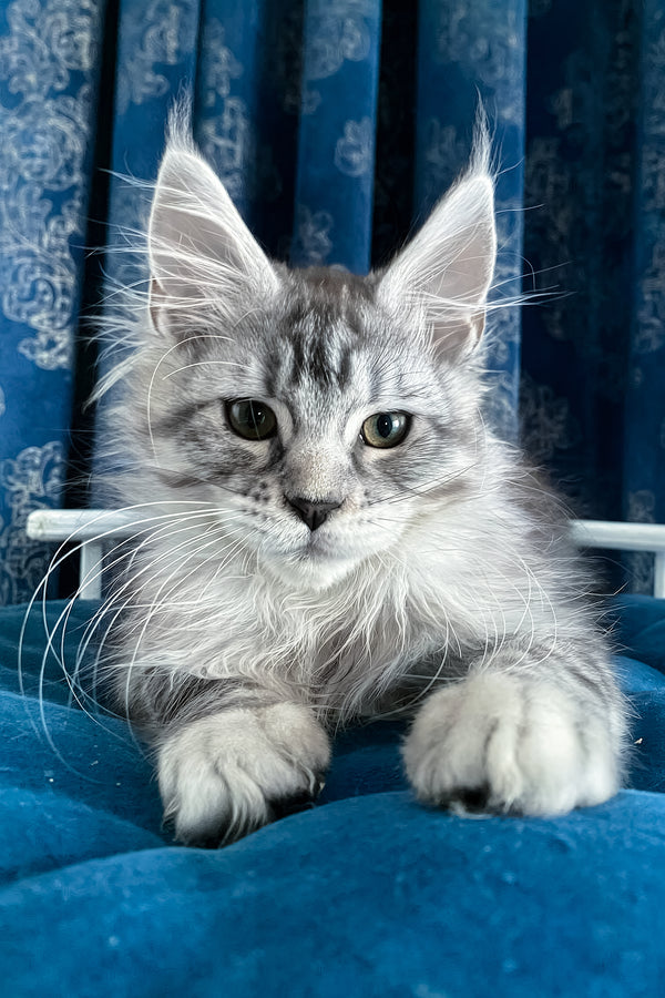 Memphis | Maine Coon Kitten