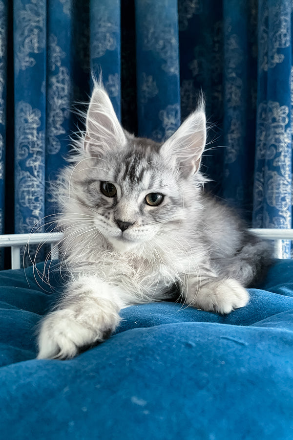 Memphis | Maine Coon Kitten