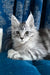 Memphis | Maine Coon Kitten
