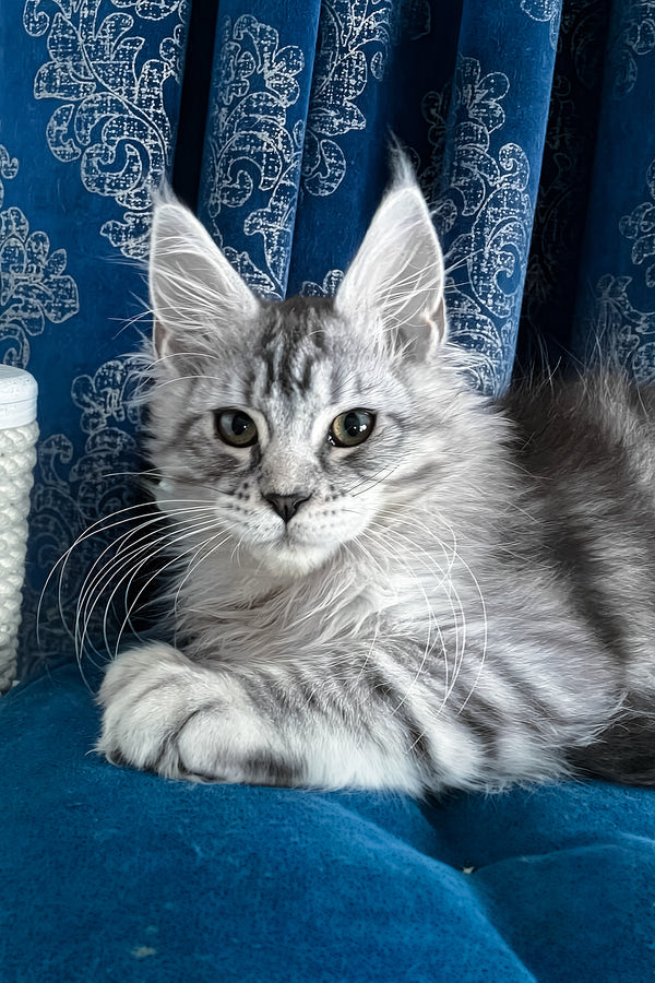 Memphis | Maine Coon Kitten