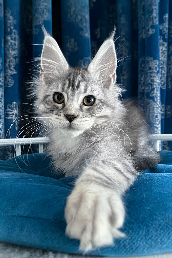 Memphis | Maine Coon Kitten