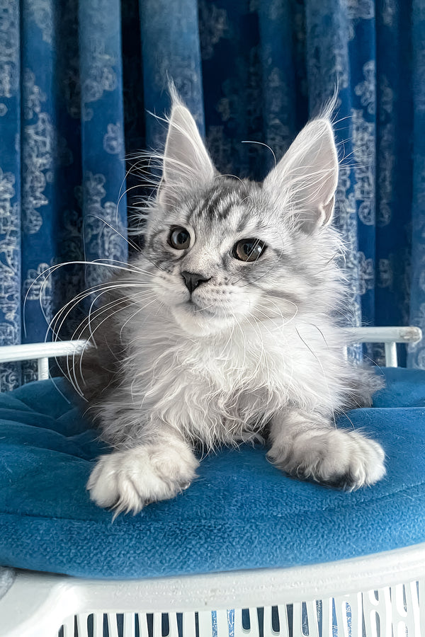 Memphis | Maine Coon Kitten