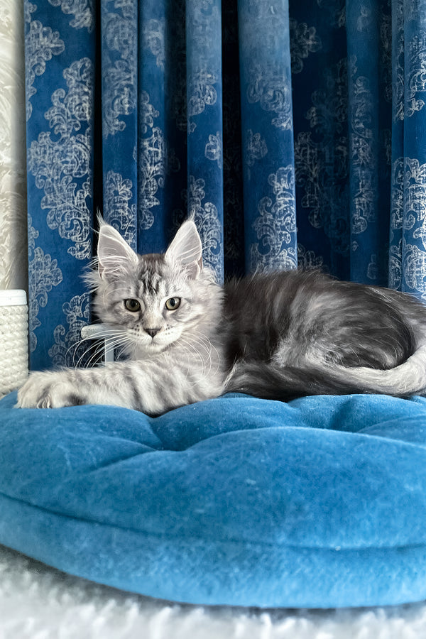 Memphis | Maine Coon Kitten
