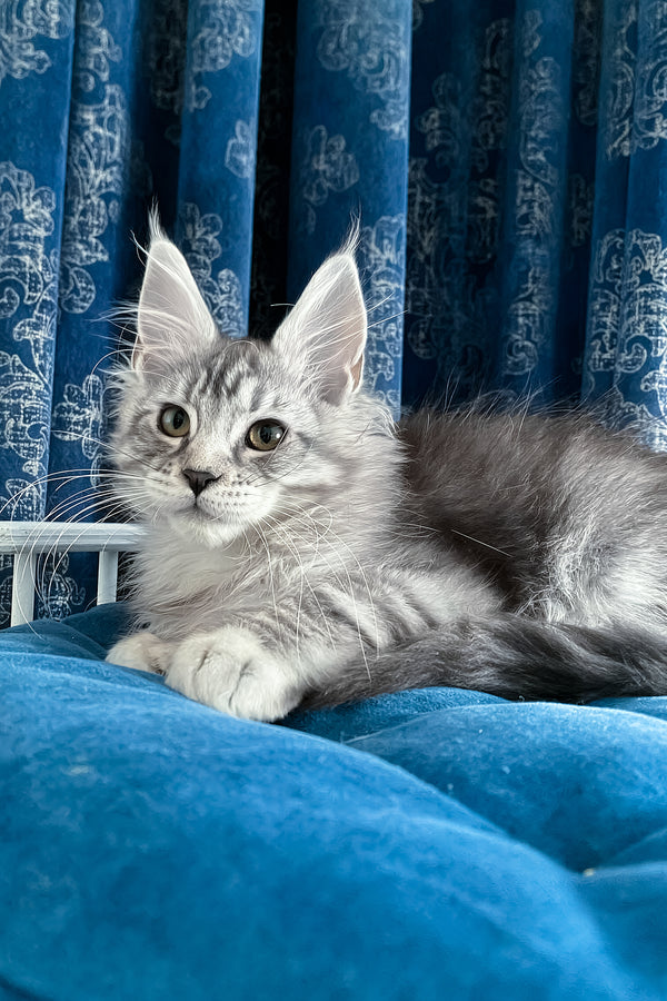 Memphis | Maine Coon Kitten