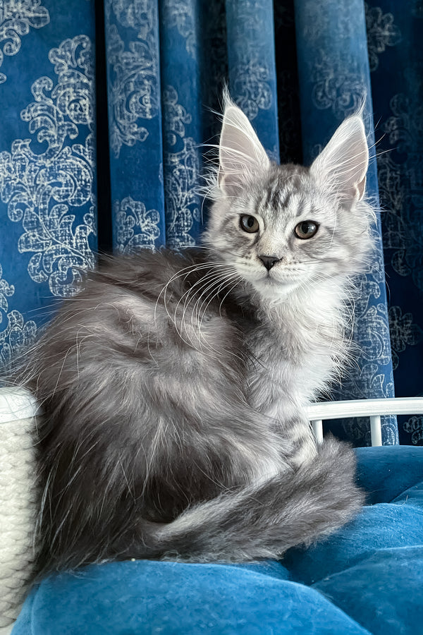 Memphis | Maine Coon Kitten