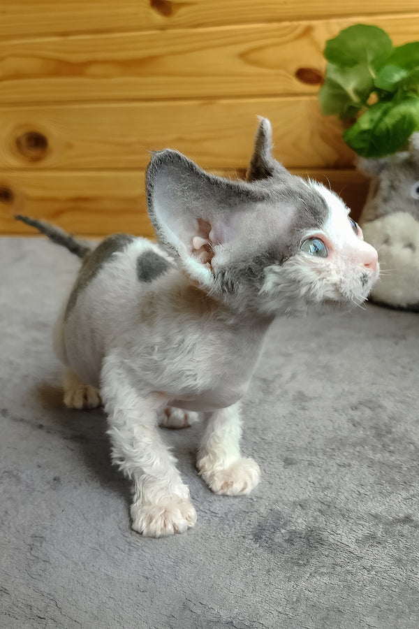 Merilyn | Devon Rex Kitten