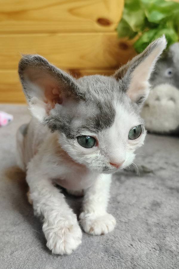 Merilyn | Devon Rex Kitten