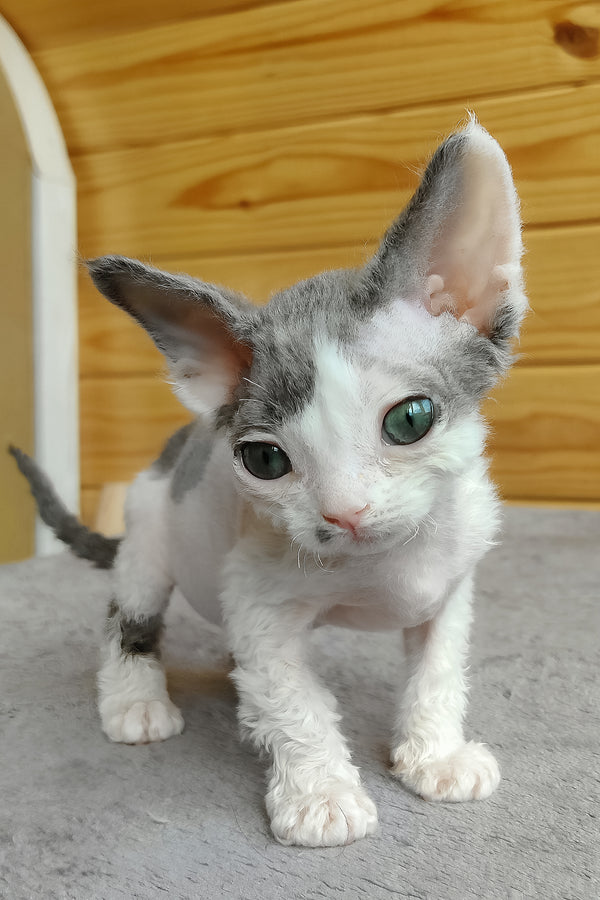 Merilyn | Devon Rex Kitten