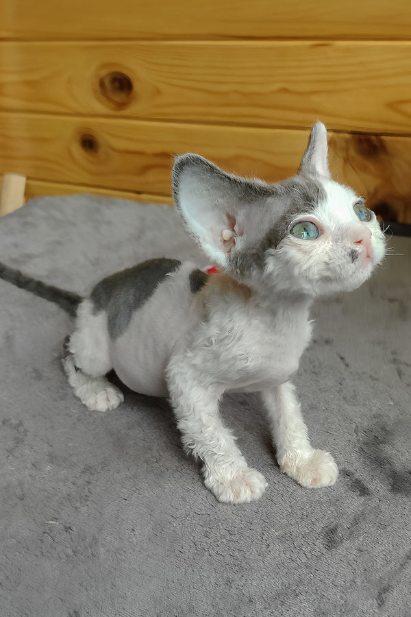 Merilyn | Devon Rex Kitten