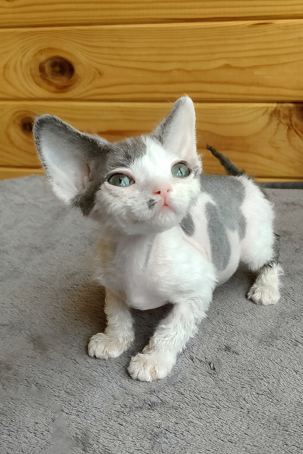 Merilyn | Devon Rex Kitten
