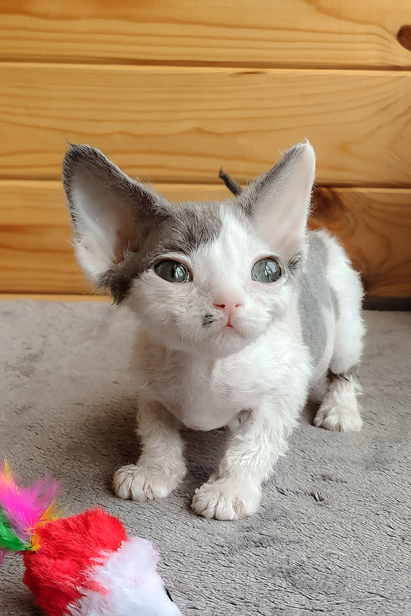 Merilyn | Devon Rex Kitten