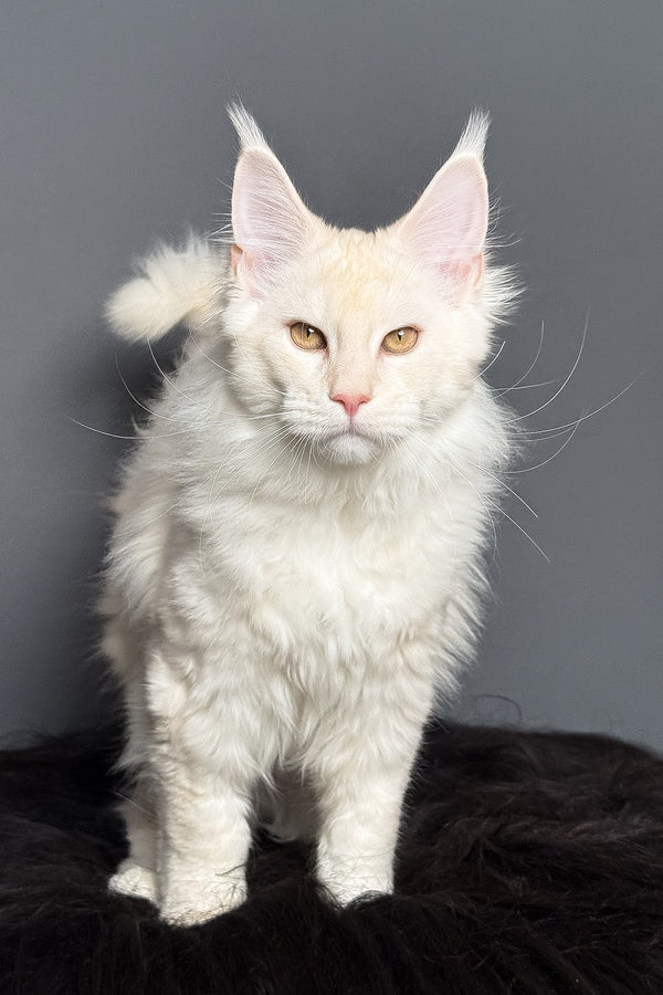 Merlin | Maine Coon Kitten