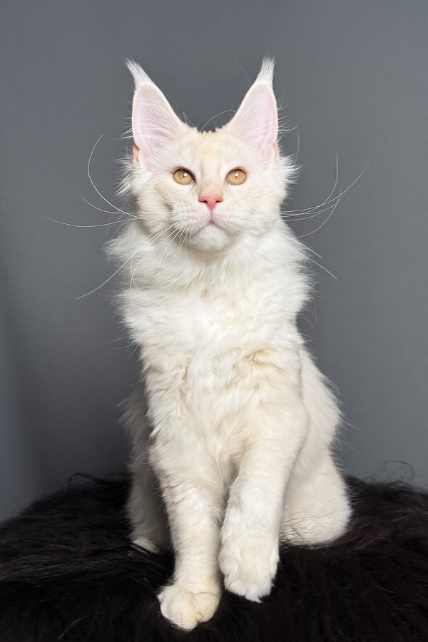 Merlin | Maine Coon Kitten