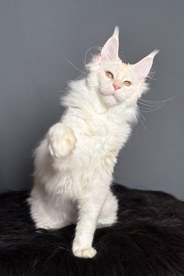 Merlin | Maine Coon Kitten