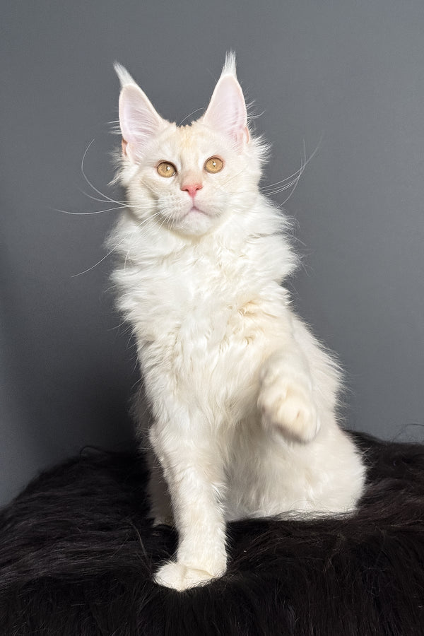 Merlin | Maine Coon Kitten