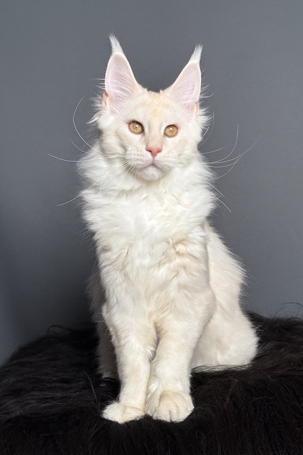 Merlin | Maine Coon Kitten