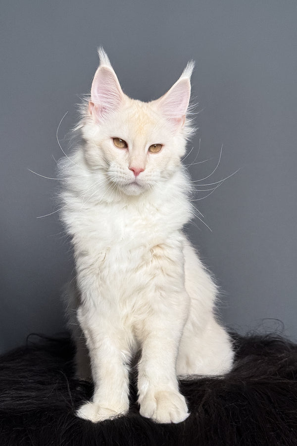 Merlin | Maine Coon Kitten