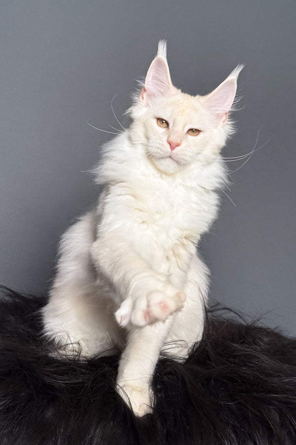 Merlin | Maine Coon Kitten