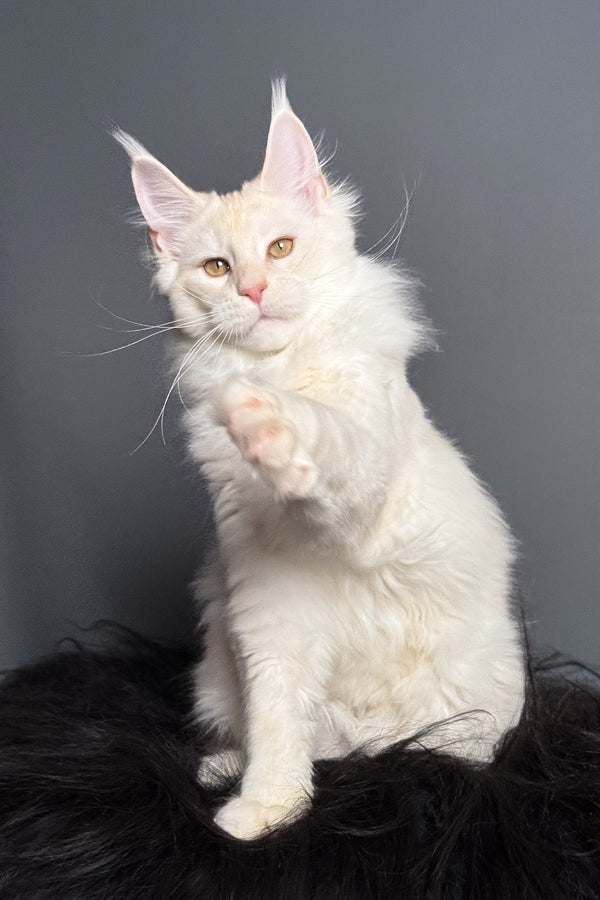 Merlin | Maine Coon Kitten