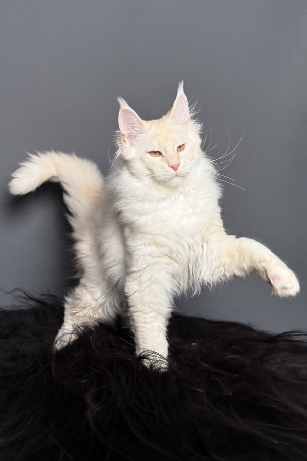 Merlin | Maine Coon Kitten