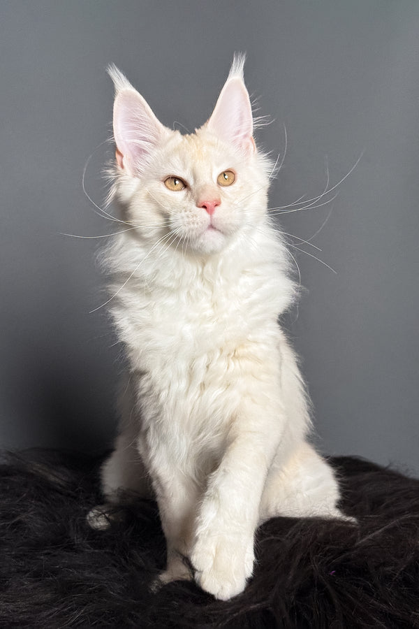 Merlin | Maine Coon Kitten