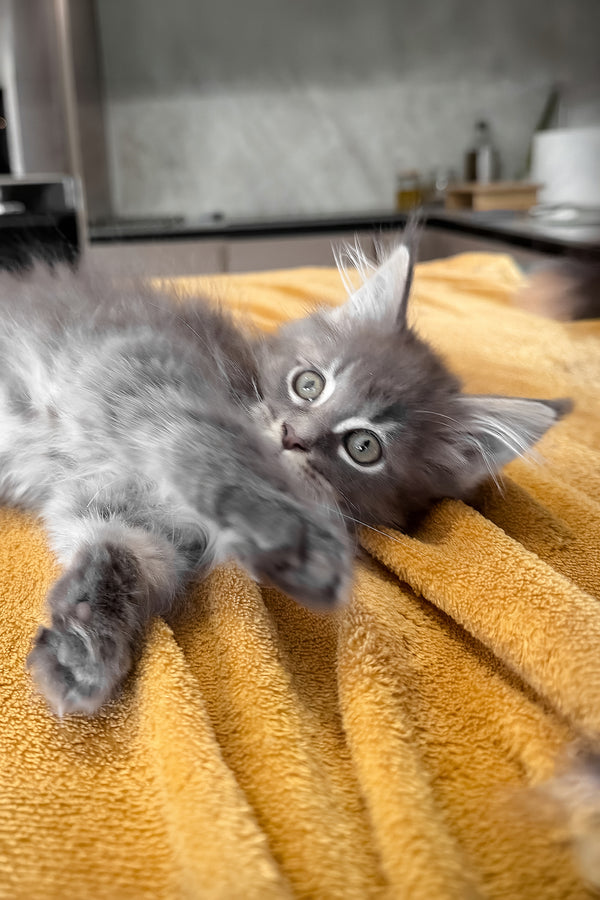 Melvin | Maine Coon Kitten