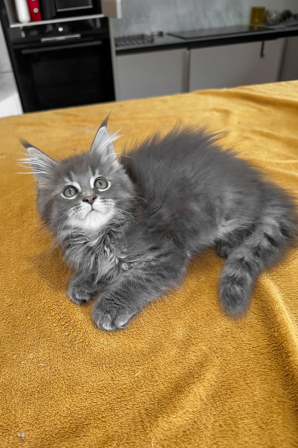 Melvin | Maine Coon Kitten