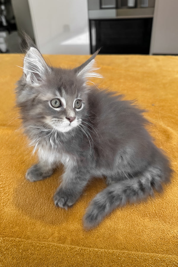 Melvin | Maine Coon Kitten
