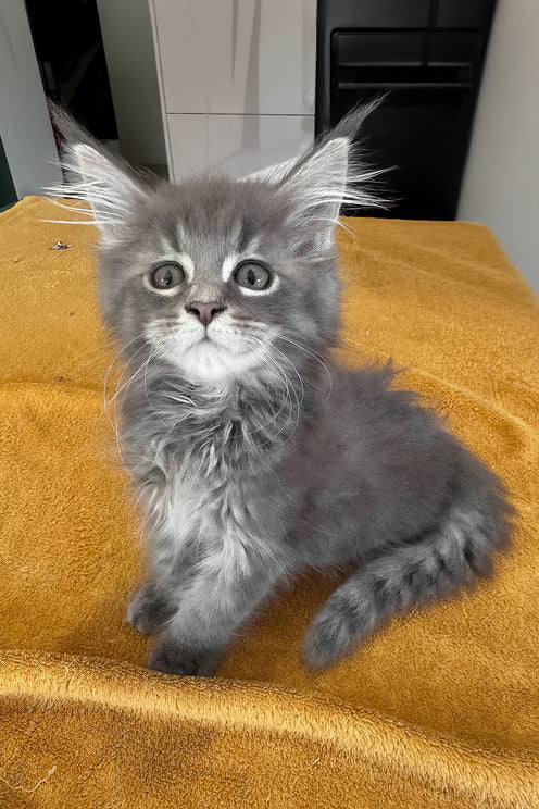 Melvin | Maine Coon Kitten