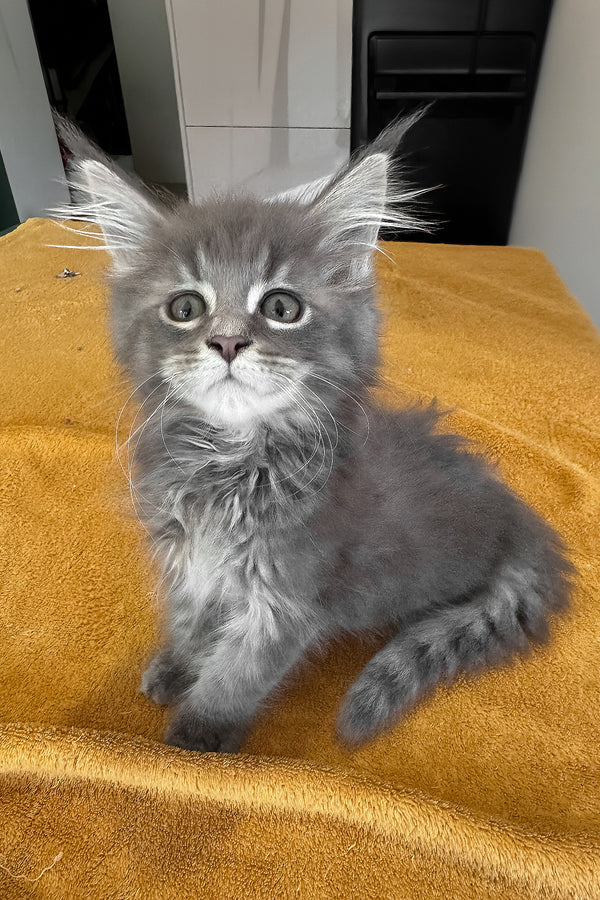 Melvin | Maine Coon Kitten
