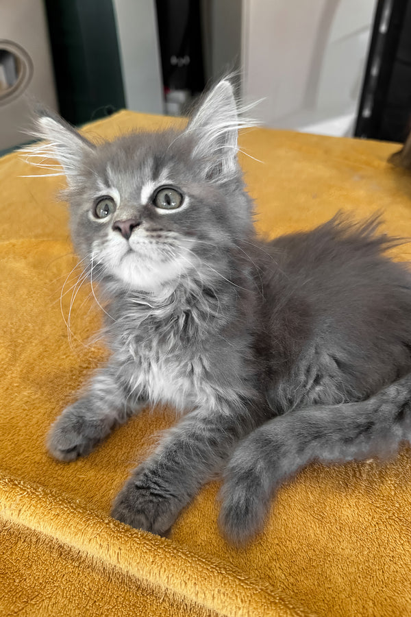 Melvin | Maine Coon Kitten