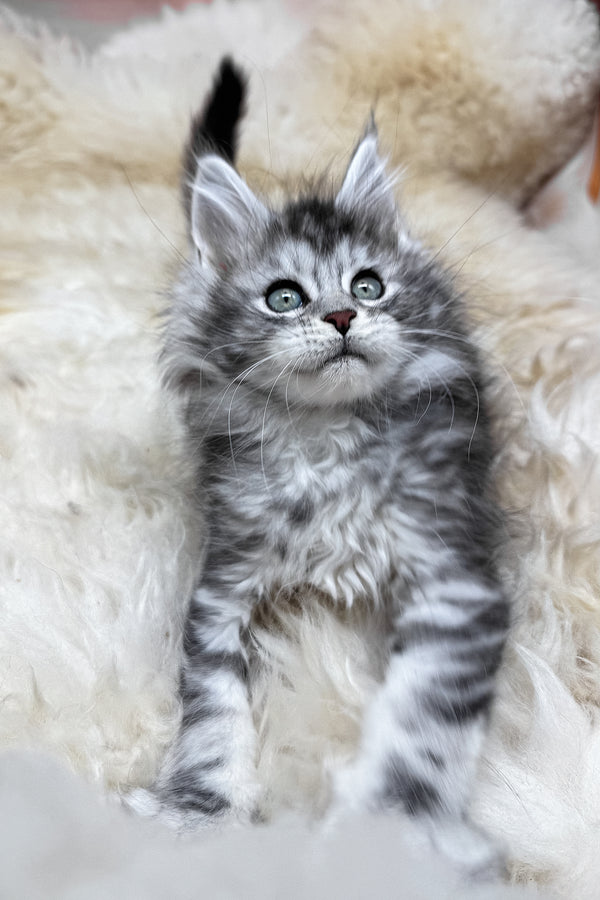 Mers | Maine Coon Kitten