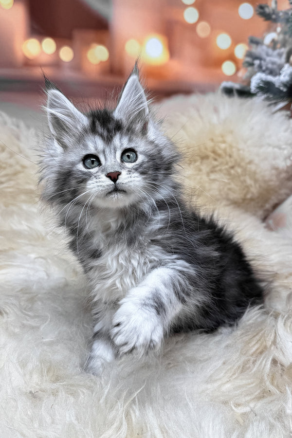 Mers | Maine Coon Kitten