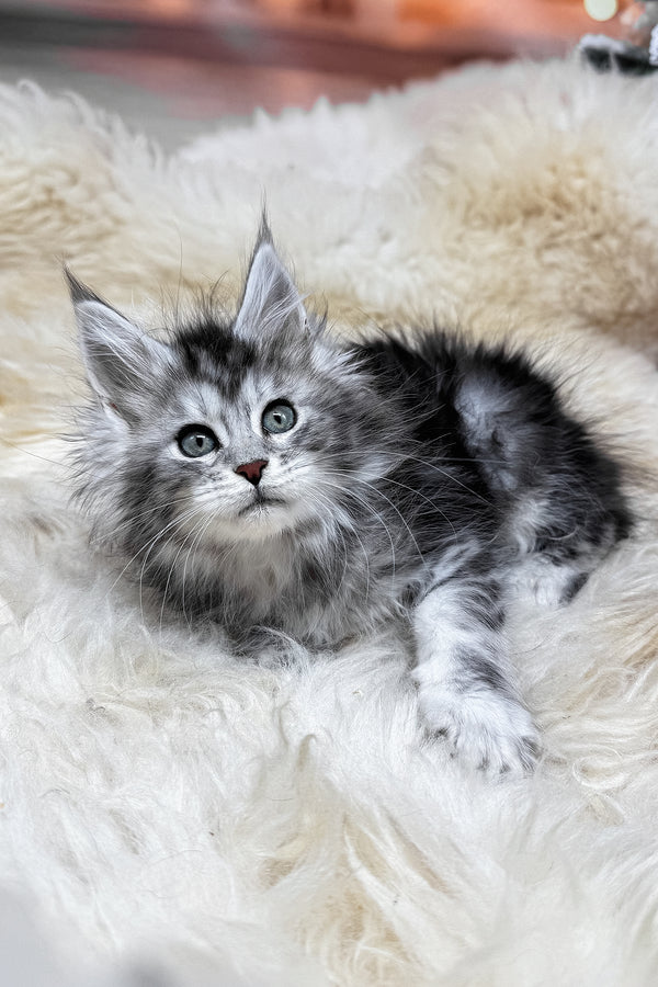 Mers | Maine Coon Kitten