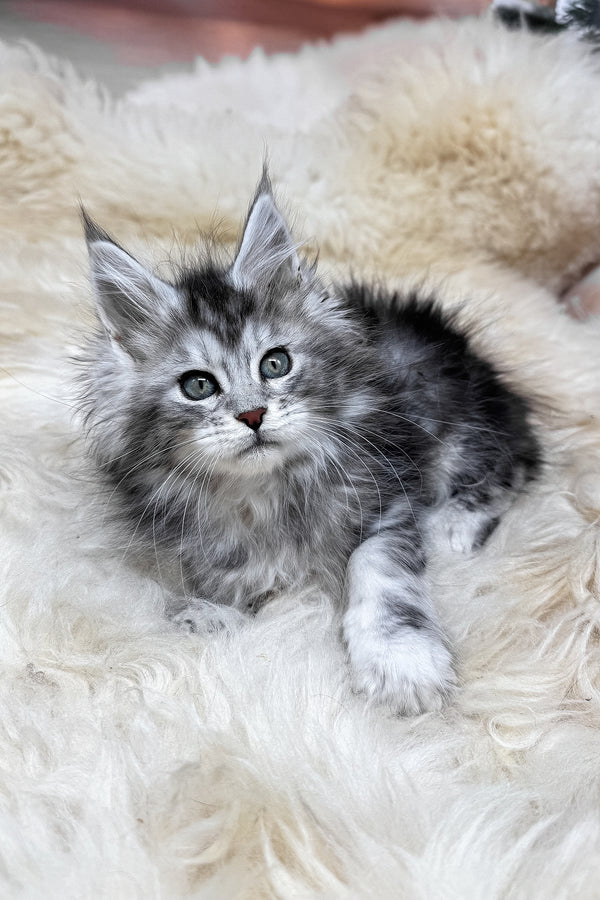 Mers | Maine Coon Kitten