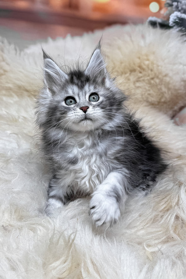 Mers | Maine Coon Kitten