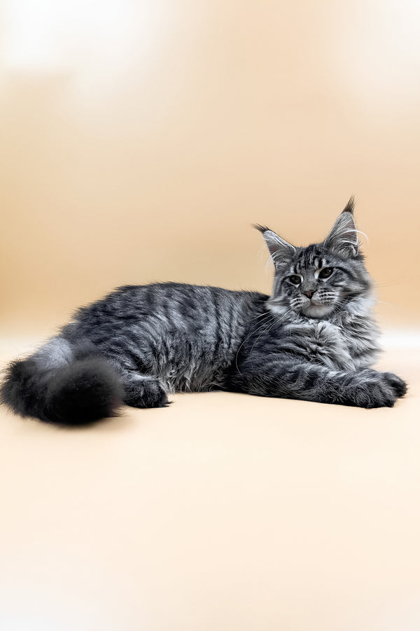 Mers | Maine Coon Kitten