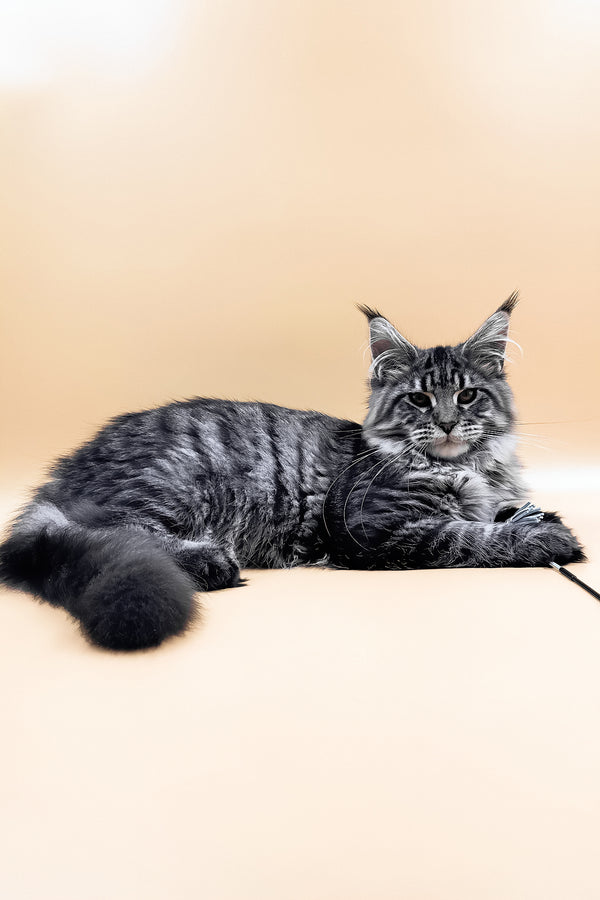 Mers | Maine Coon Kitten