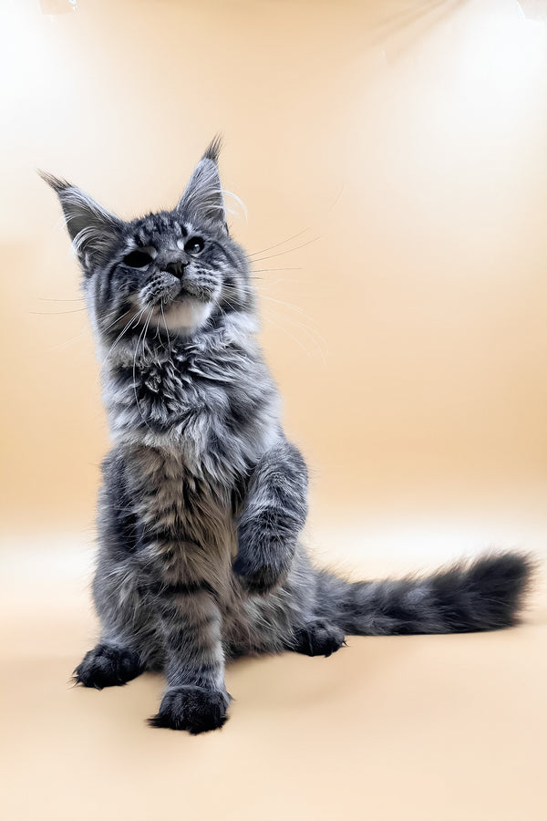 Mers | Maine Coon Kitten