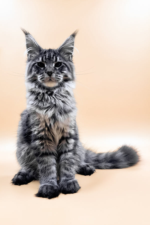 Mers | Maine Coon Kitten