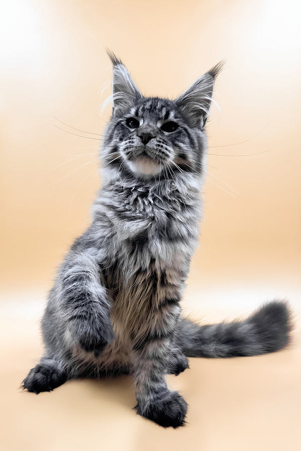 Mers | Maine Coon Kitten
